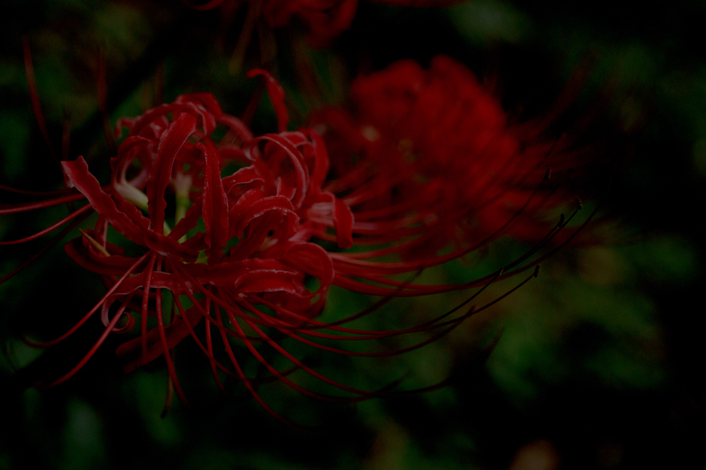 Lycoris radiata