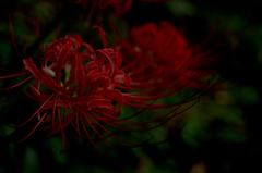 Lycoris radiata