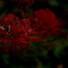 Lycoris radiata