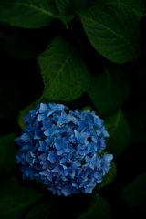 紫陽花