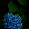 紫陽花