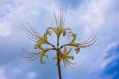 Lycoris radiata
