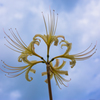 Lycoris radiata