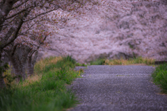 桜道