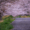 桜道