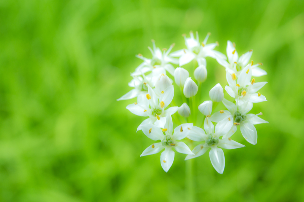 韮の花
