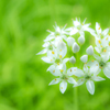 韮の花