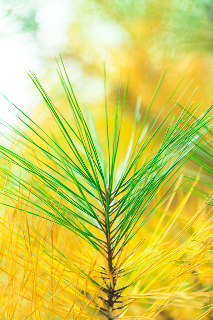 Pinus 