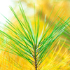 Pinus 