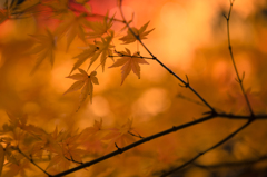 １２月の紅葉