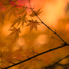 １２月の紅葉