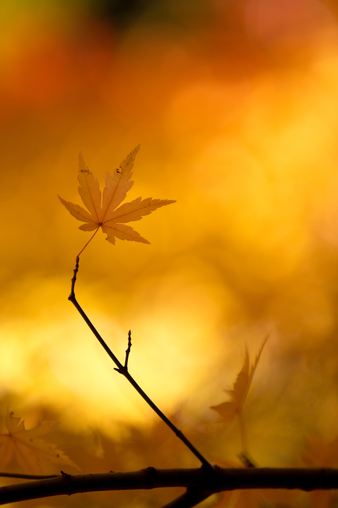 １２月の紅葉