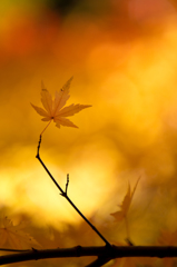 １２月の紅葉