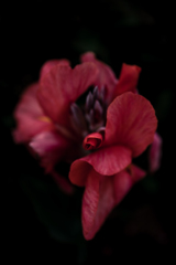 花弁