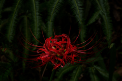 Lycoris radiata
