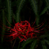 Lycoris radiata
