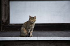 守り猫