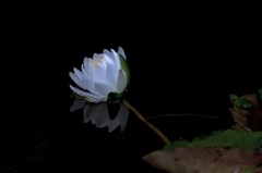 睡蓮