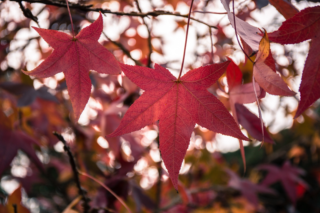Liquidambar styraciflua