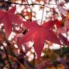 Liquidambar styraciflua