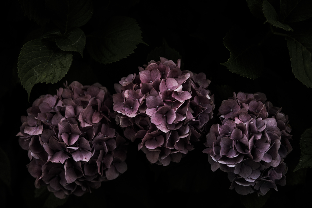 紫陽花