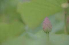 蓮 