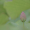 蓮 