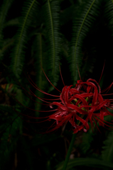 Lycoris radiata
