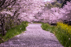 Blossoms road
