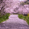 Blossoms road