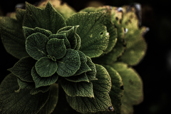 leaf