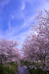 Cherry Blossoms