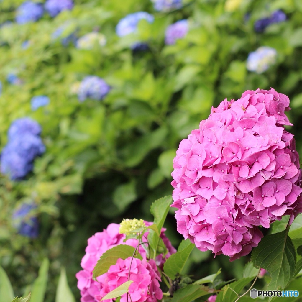 紫陽花