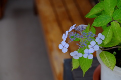 甘茶