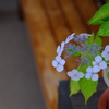 甘茶