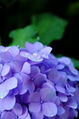 紫陽花