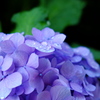 紫陽花