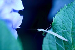 紫陽花カマキリ