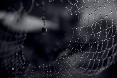 spider drop