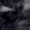 spider drop