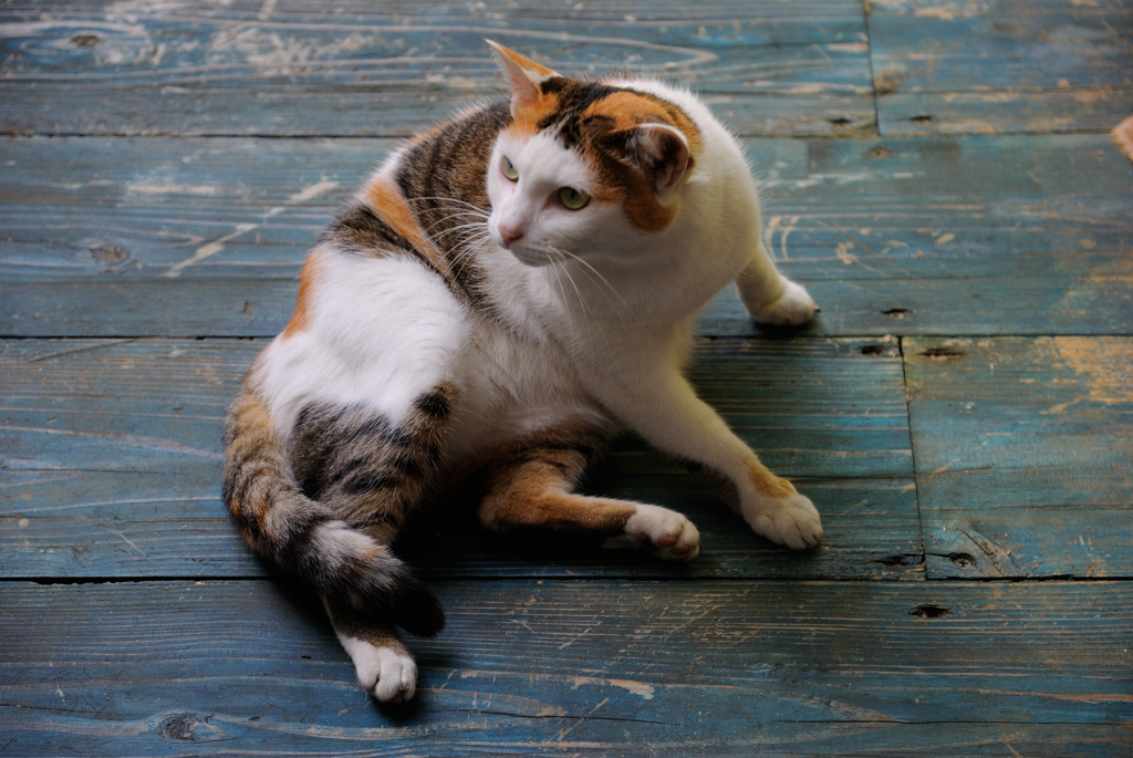 猫