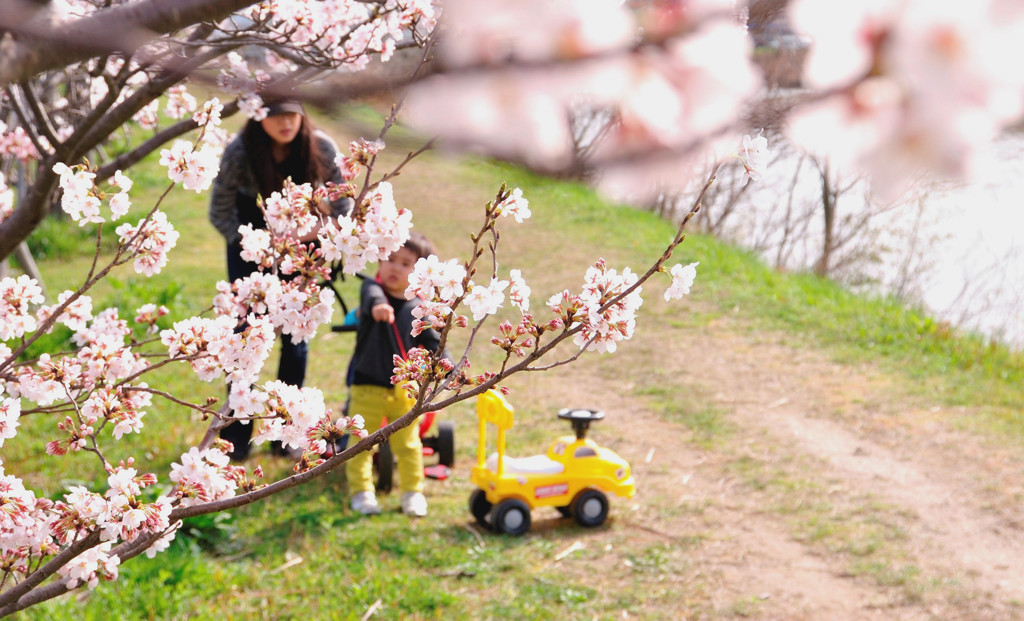 桜だ！