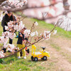 桜だ！