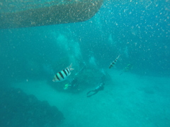 シュノーケリング[沖縄]