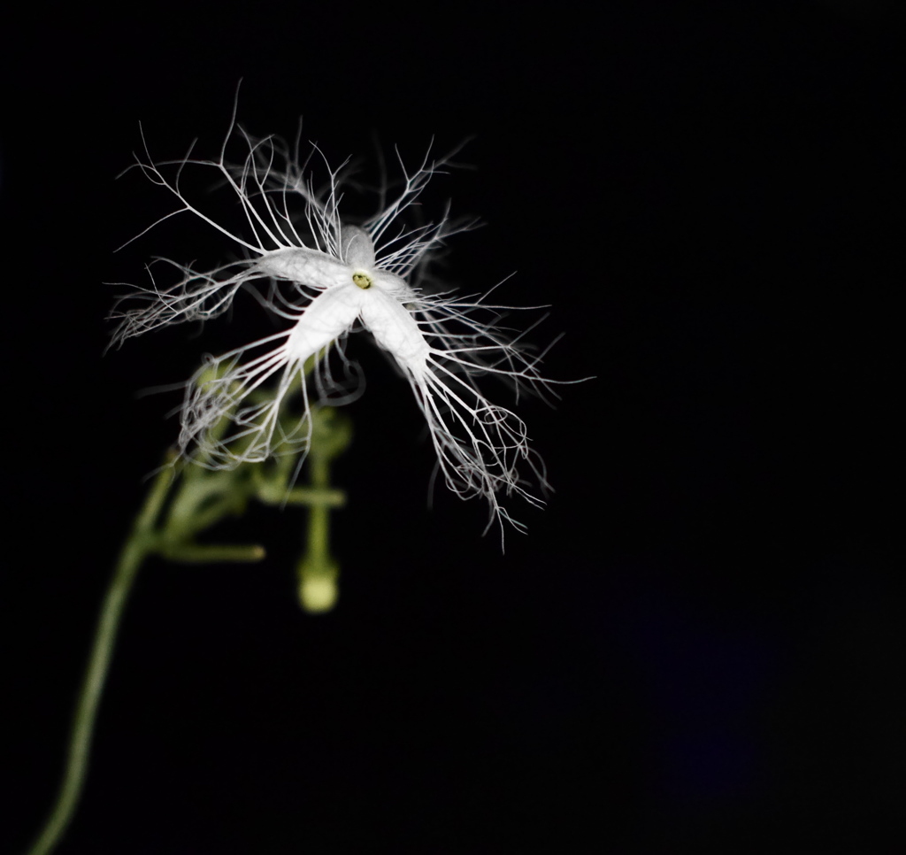 夜の花