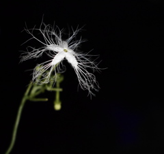 夜の花