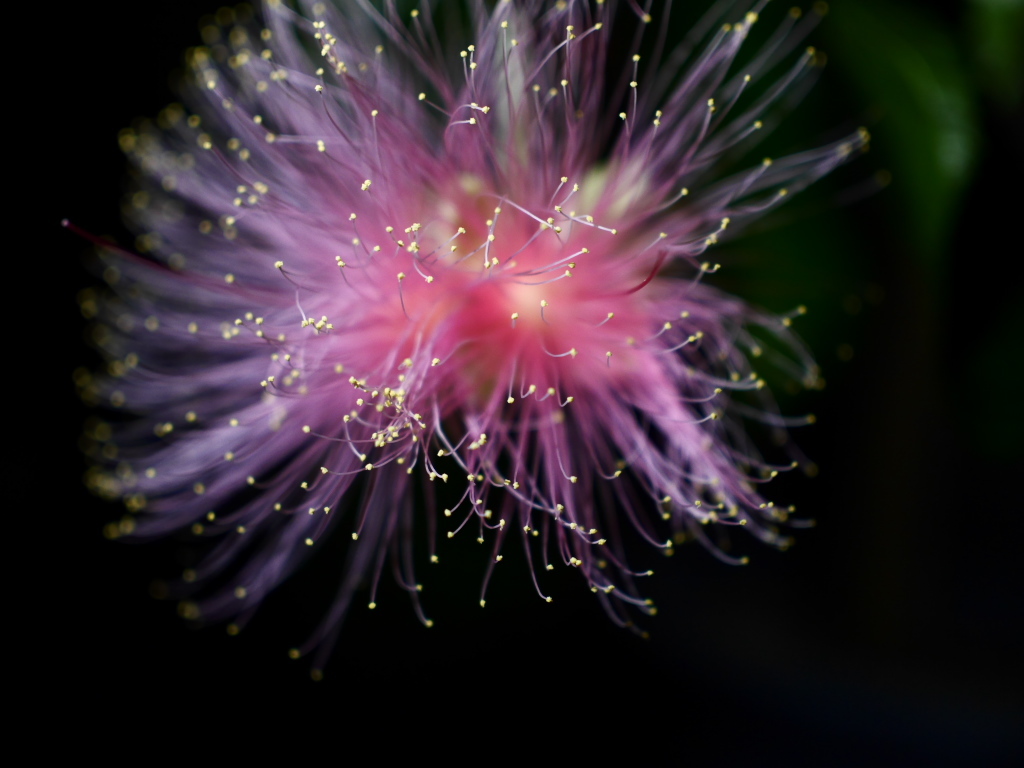 夜に咲く花　ネムノキ