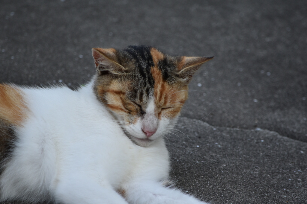 尾道の猫
