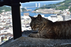 猫の多い町、尾道