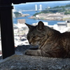 猫の多い町、尾道